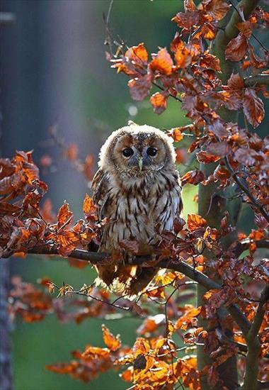 3.Jesienna - 201789-Owl.jpg