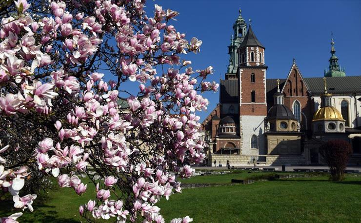 Magnolie  - magnolie-Wawel.jpg