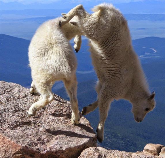 kozice - crazy-goats-on-cliffs-14.jpg