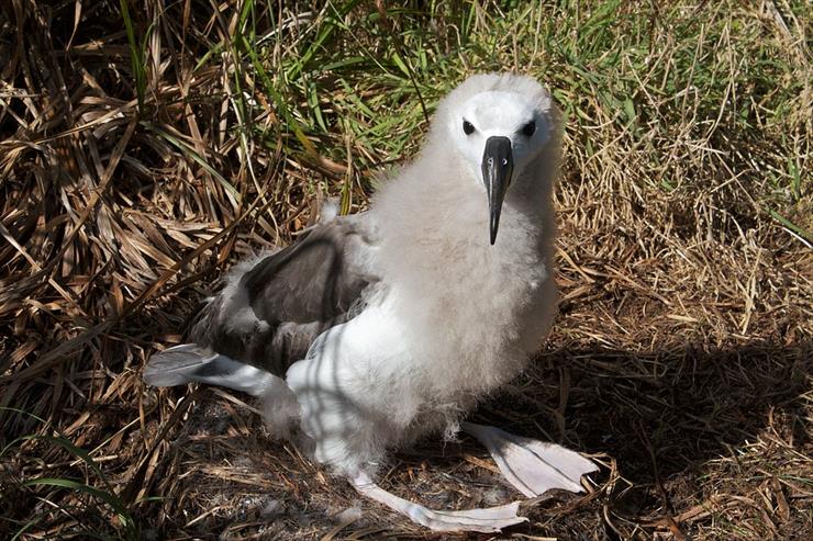 albatrosy - albatros młody.jpg